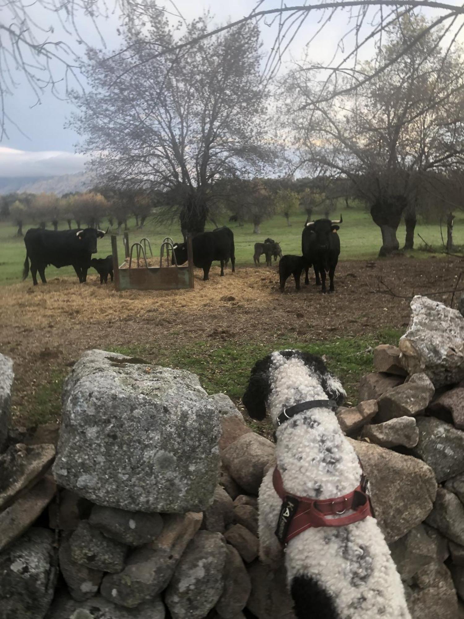 Alojamiento Rural El Petirrojo Cerceda  외부 사진